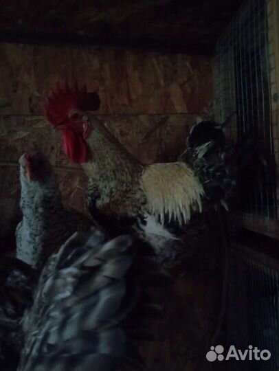 Инкубационное яйцо кур несушек