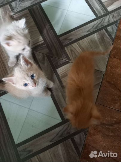 Кошка в дар