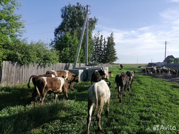 Продам Бычков