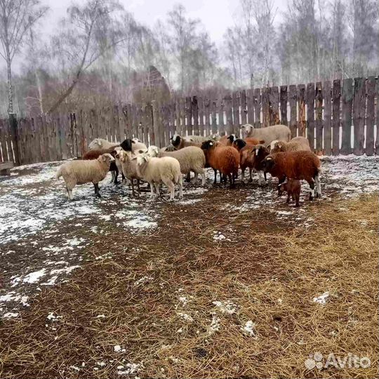 Продам овец