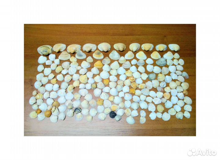 Ракушки морские