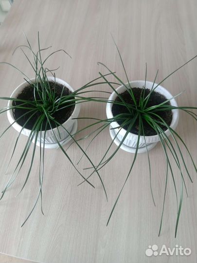 Зефирантес комнатные цветы