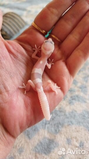 Геккон эублефар