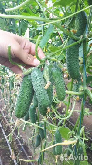 Семена ранних огурцов из Испании