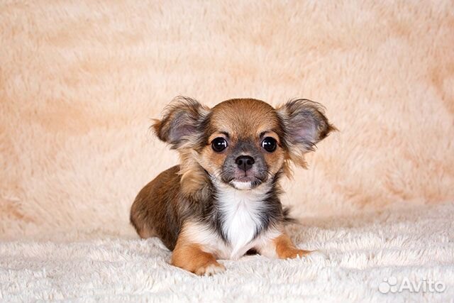 Чихуахуа щенок девочка длинношерстная