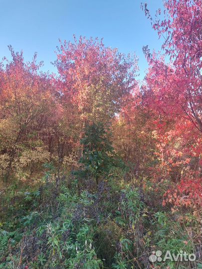 Клен гиннала шикарный 2-7 метров высотой