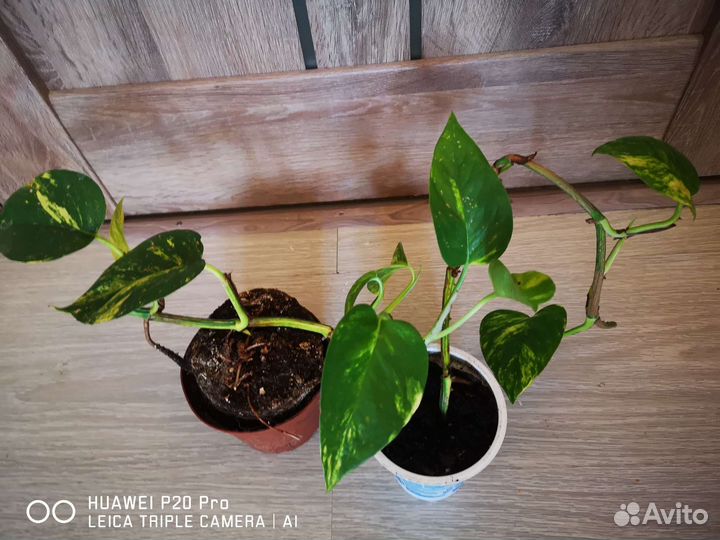 Сциндапсус золотистый