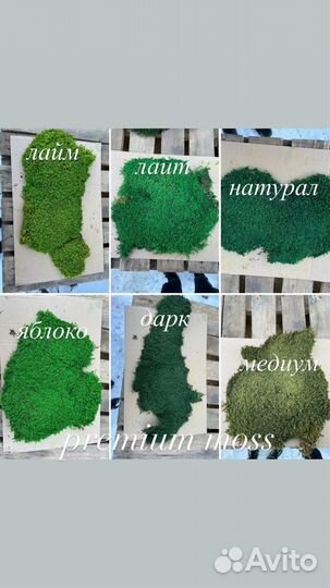 Стабилизированный мох ягель, плоский или кочки, от