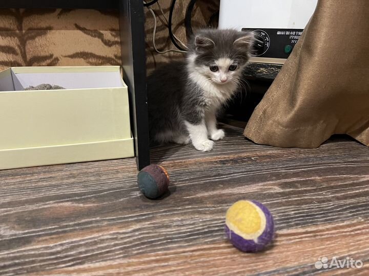 Котята в хорошие руки