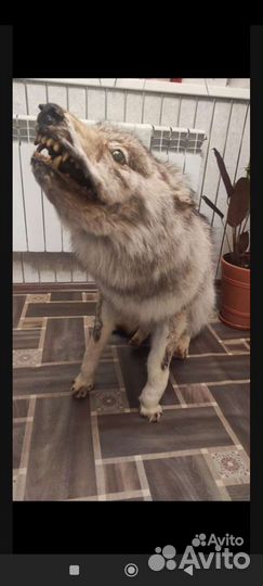 Чучело волка