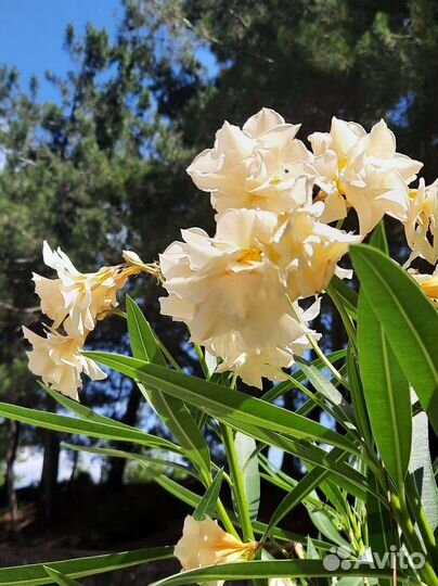 Олеандр желтый