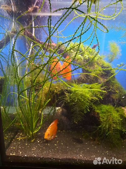 Аквариум с тумбой 450л