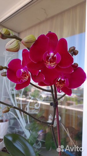 Орхидея фаленопсис