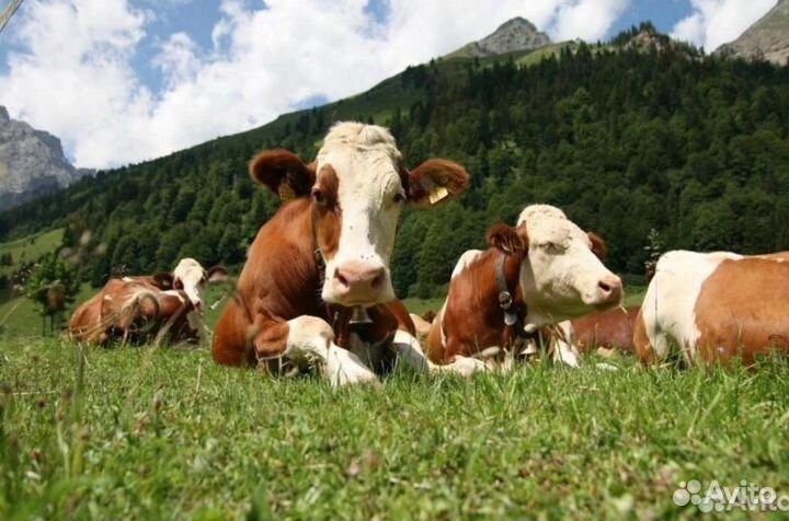 Навоз перегной