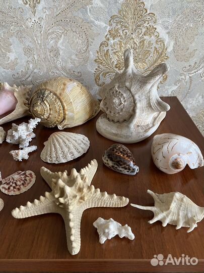 Морские ракушки и кораллы