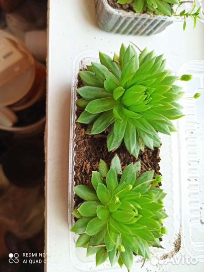 Молодило Каменная роза- уличное растение