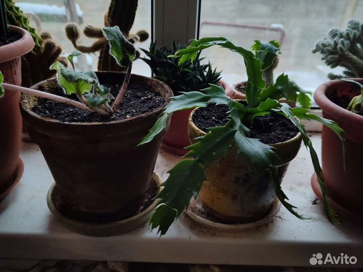 Хлорофитум, декабрист, фиалка розовая