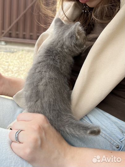 Котенок
