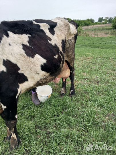 Коровы дойные молочные