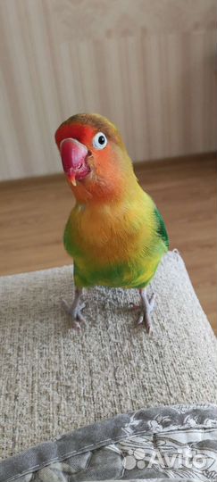 Попугай неразлучники с клеткой