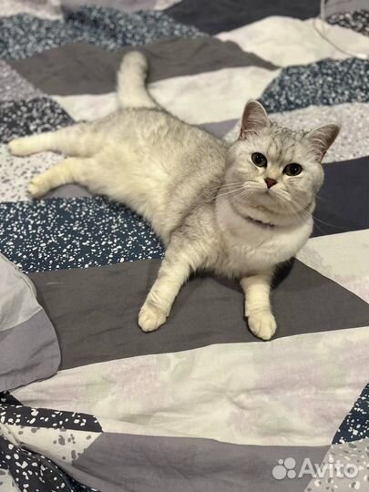 Домашняя передержка кошек