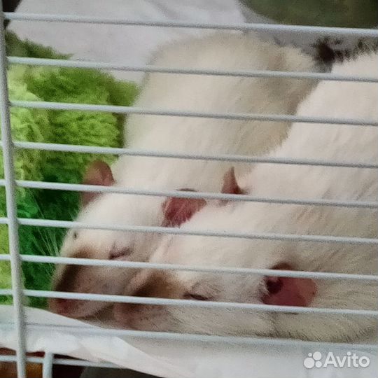 Крыса дамбо с клеткой