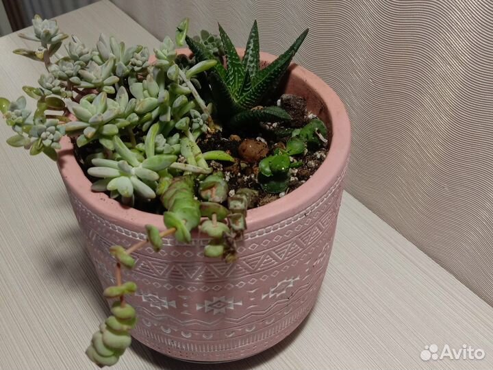 Суккуленты в керамике