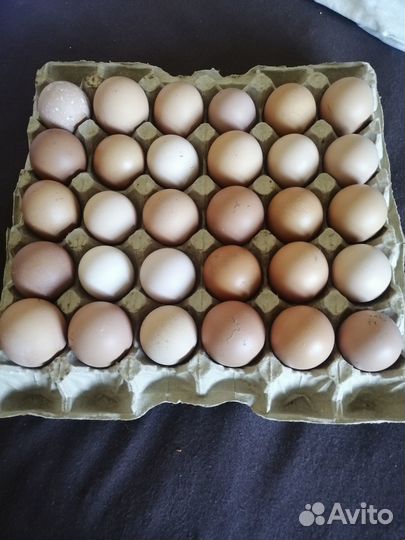 Домашние куриные и перепелиные яйца