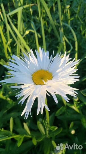 Ромашка Крейзи Дейзи