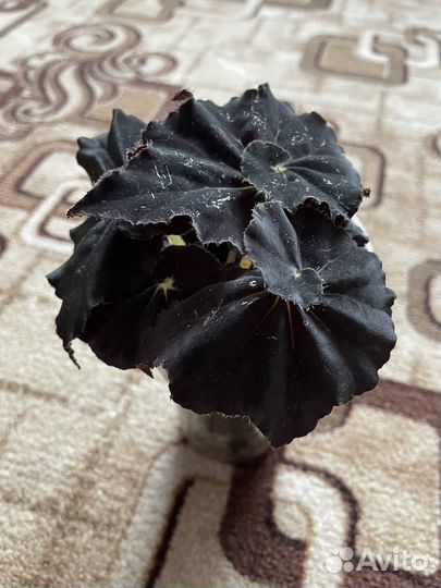Бегония Чёрная мамба