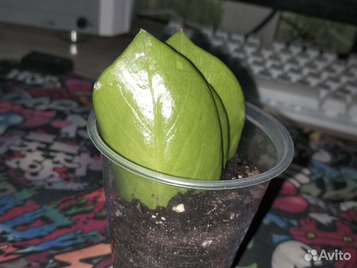 Замиокулькас