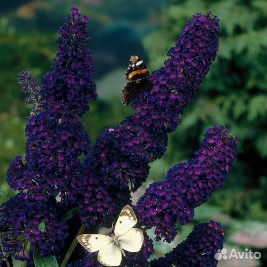 Будлея триколор