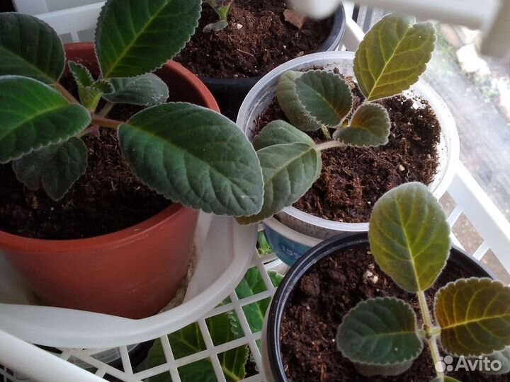 Глоксинии цветущие