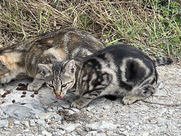 Котята Табби в добрые руки