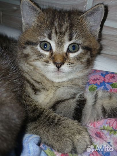 Отдам котика в добрые руки