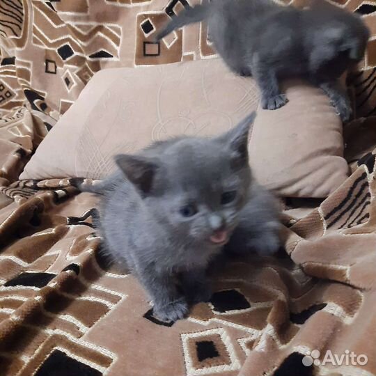 Британские вислоухие котята бесплатно