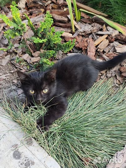 Котята в хорошие руки