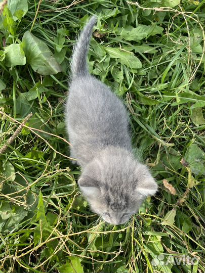 Котенок