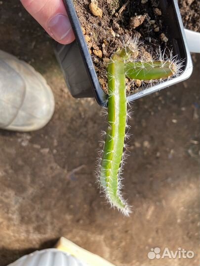 Питахайя красная растение