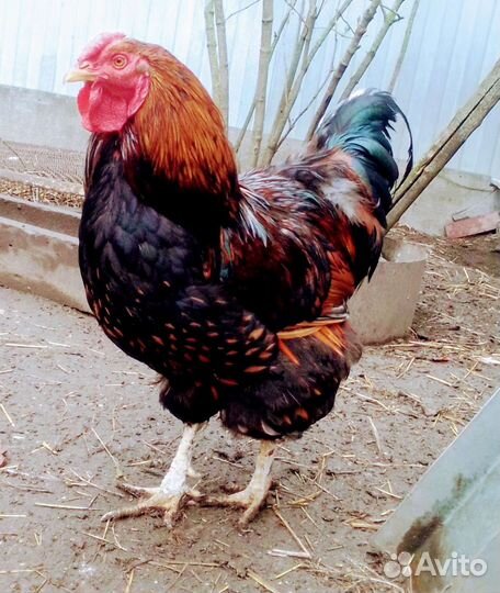 Петухи породистые