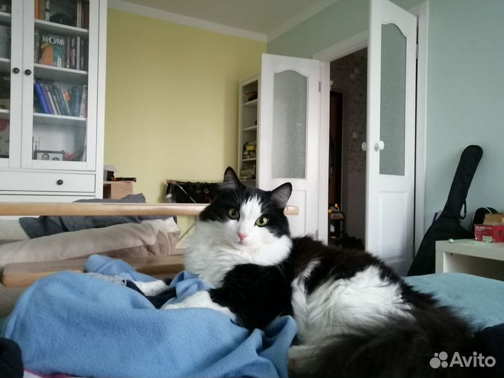 Сибирская кошка