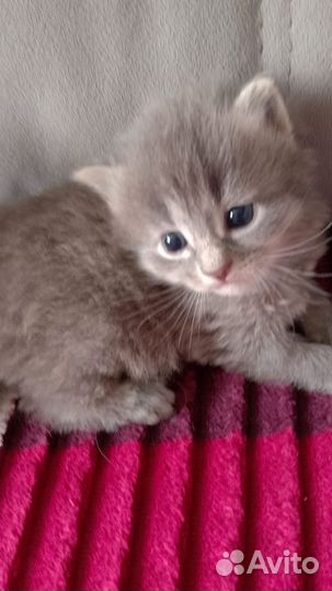 Смесь майкуна