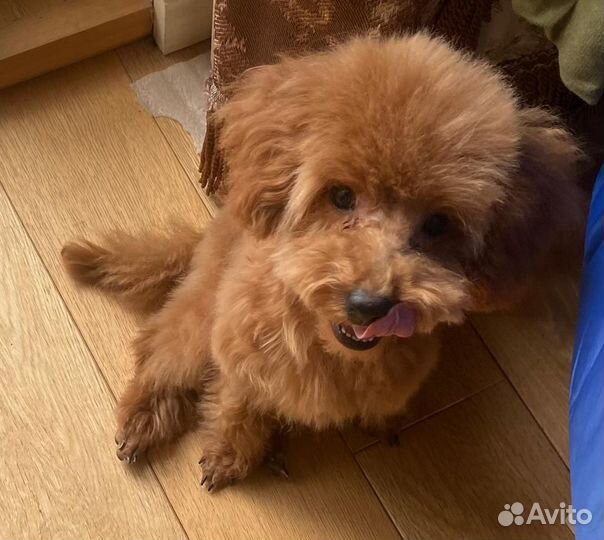 Щенок той-пуделя РКФ