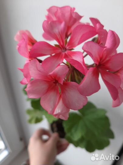 Герани и фуксии разные