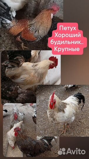 Молодые петухи