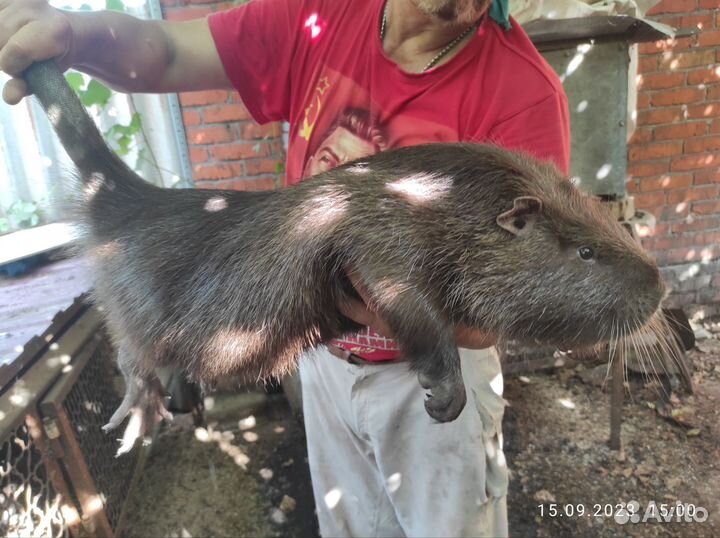 Нутрии на племя