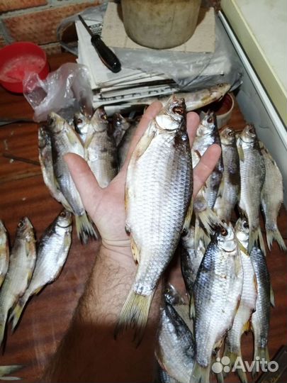 Тарань жирная вяленая