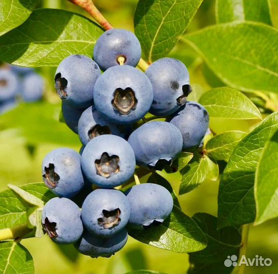 Голубика Гурон