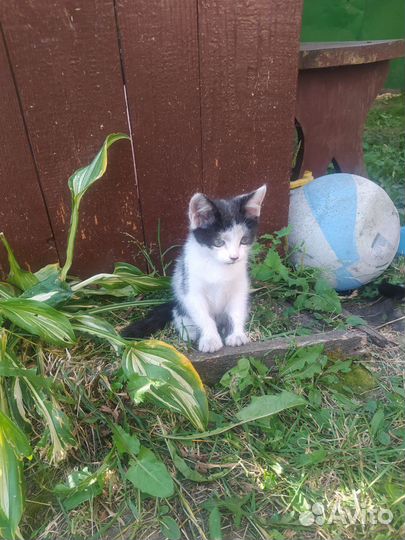 Кошка в дар