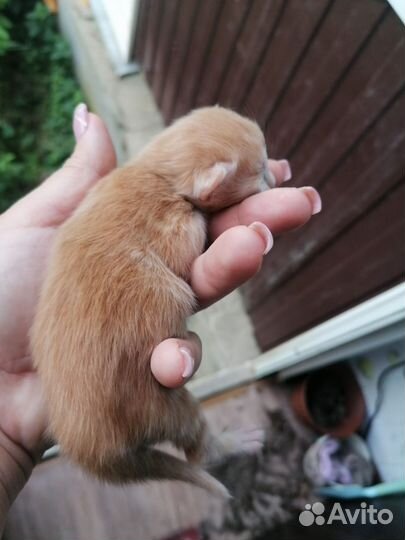 Котята, от вислоухой кошки